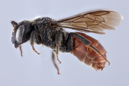 [Paradioxys male (lateral/side view) thumbnail]